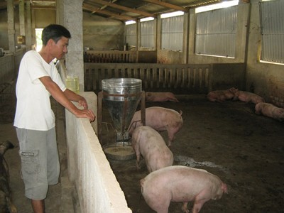 Lơ là với dịch, dân thiệt hại lớn
