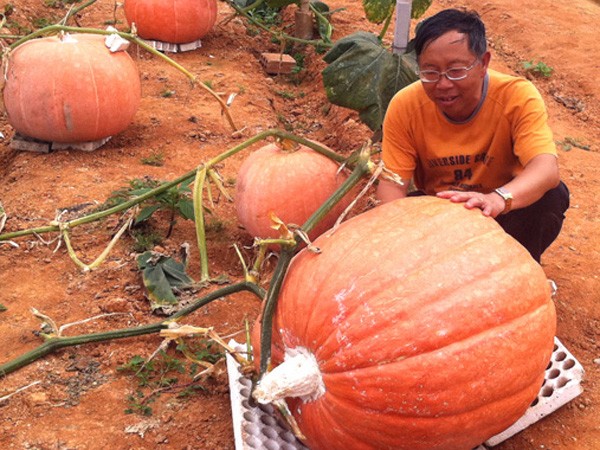 Kỳ hoa dị thảo ở Đà Lạt