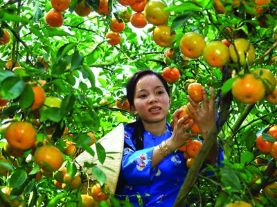 Quýt và bưởi Tết được giá