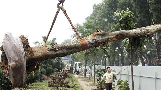 VIDEO: Cận cảnh Hà Nội khai tử gần 500 cây đẹp nhất ven sông Tô Lịch