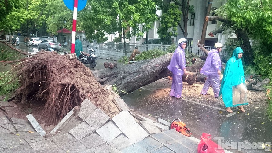 Mưa lớn cổ thụ bật gốc chắn ngang đường phố Hà Nội