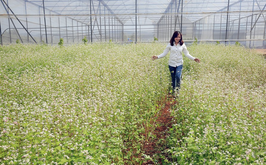 Phiêu giữa vườn tam giác mạch.