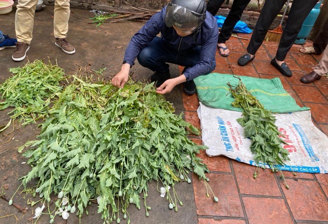 Số lượng lớn cây thuốc phiện bị phát hiện. Ảnh ANTĐ