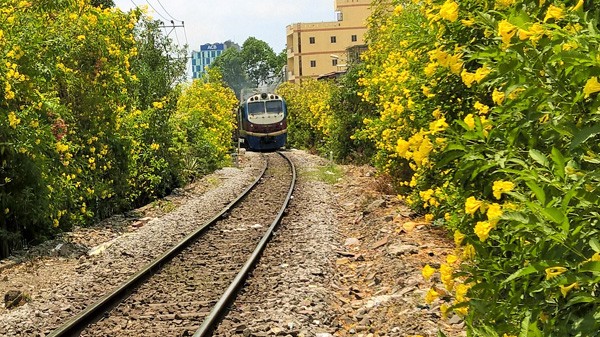 Hai bên đường tàu ngập tràn sắc hoa ở TPHCM gây 'sốt'