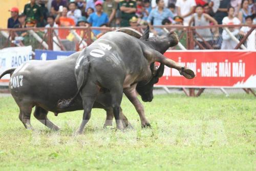 Hải Phòng đề nghị tổ chức hội thảo chọi trâu