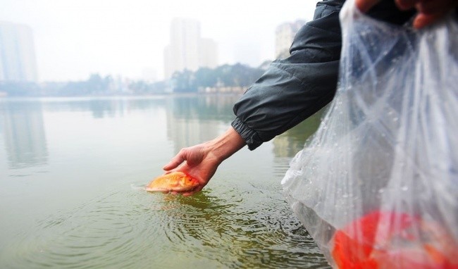 Tin nóng 24H: Người dân Hà Nội chen nhau thả cá “tiễn” ông Táo