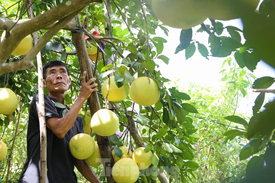 Bưởi đặc sản Phúc Trạch khó đầu ra, dân thấp thỏm lo bão đổ bộ