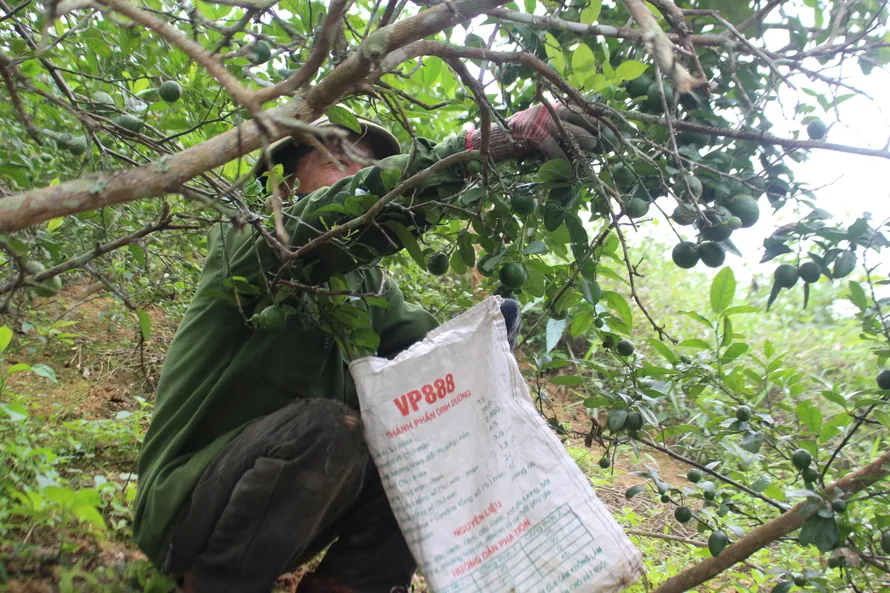 Chanh trái vụ cho thu nhập cao gấp 2-3 lần chính vụ.