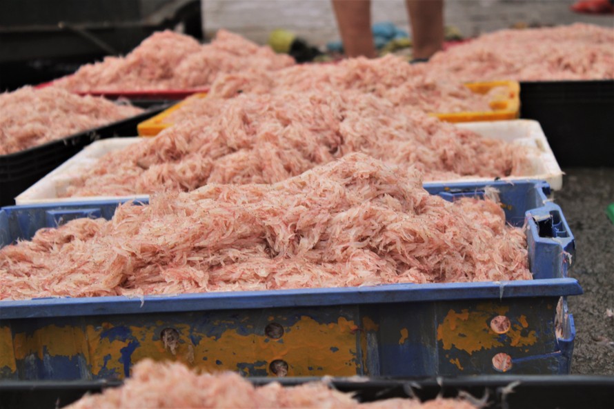 Ngư dân Hà Tĩnh hốt 'lộc trời' đầu năm, kiếm tiền triệu sau vài giờ ra khơi