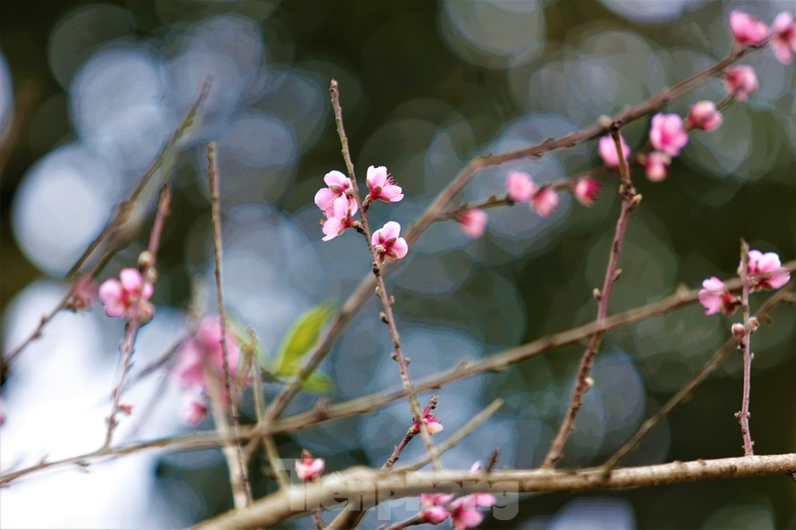 Ngắm hoa đào khoe sắc trên 'cổng trời' mù sương