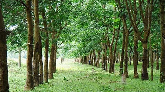 Nạn nhân sau đó được xác định là ông Vũ Đức Tấn (55 tuổi), ngụ tổ 8, ấp 4 (xã Sông Trầu)