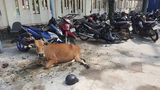 Mặc dù bị tạm giữ nhưng con bò này vẫn được chăm sóc cẩn thận