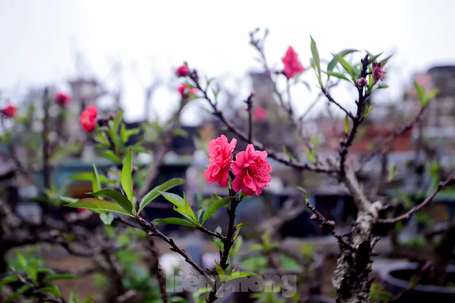 Thời tiết thất thường, đào Thất Thốn vào buồng điều hoà chờ Tết