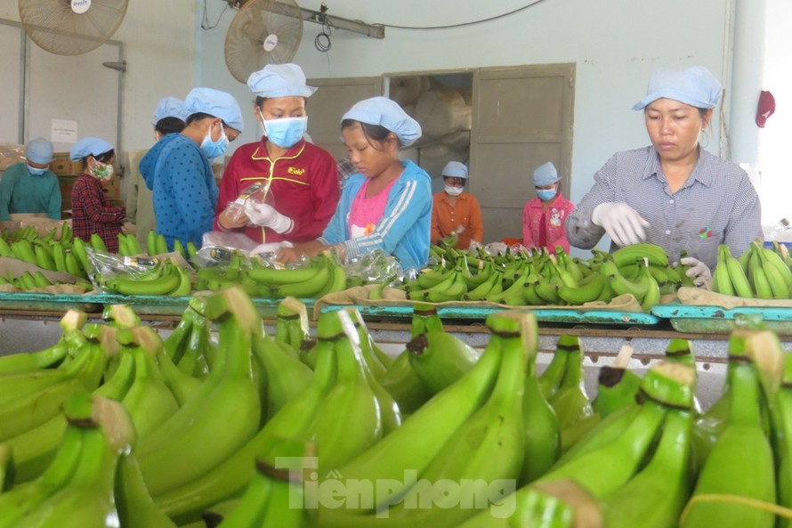 Nông sản là thế mạnh của Việt Nam