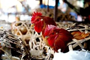 16 tỉnh có dịch cúm gia cầm
