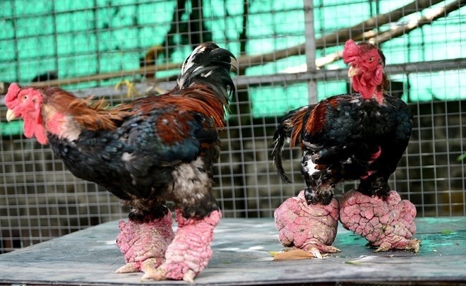 Đôi chân to là quý nhất của gà Đông Tảo. Ảnh: Zing