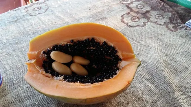 Kỳ lạ quả đu đủ “mang bầu” tại miền núi Nghệ An