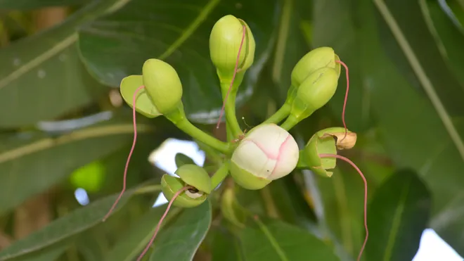 Bàng vuông Trường Sa nở hoa trên đất Tây Đô