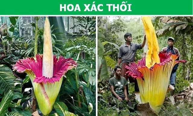 Sửng sốt với những loài thực vật sở hữu 'siêu năng lực'