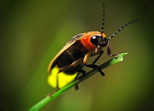 1001 thắc mắc: Có phải Đom đóm phát sáng để thu hút 'bạn tình'?