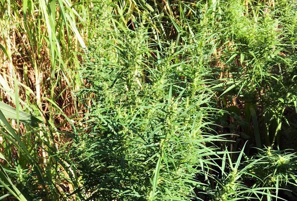 Cây cần sa trồng trong vườn của gia đình bà Hà