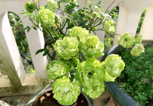 Hoa hồng xanh trồng tại Đà Lạt