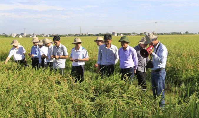 Việt Nam hiện có những giống lúa lai chất lượng cao, giá thành thấp.