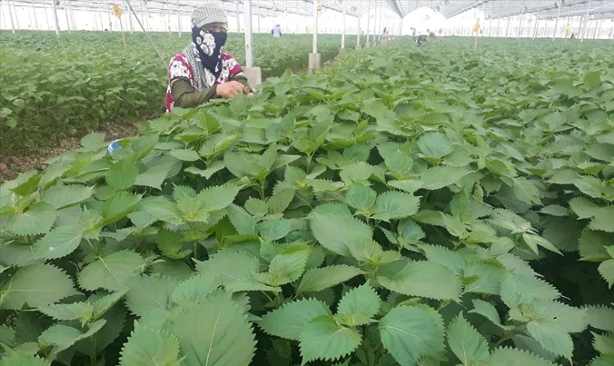 Tía tô xanh liên tục được phun thuốc tiệt trùng.