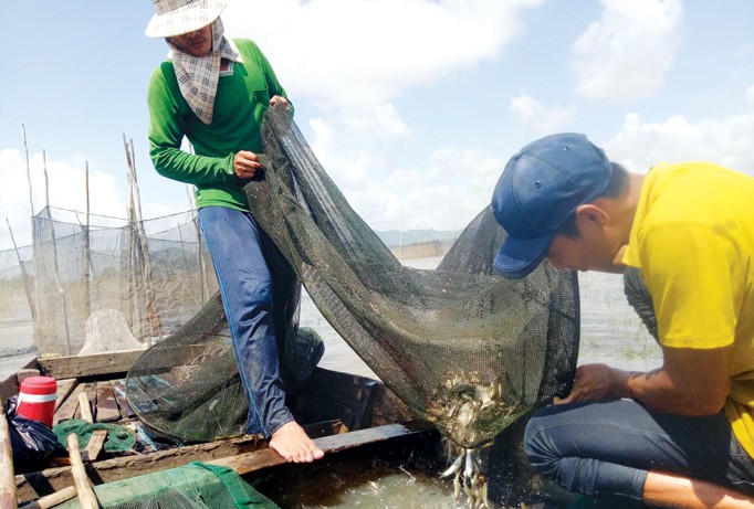 Ông Út (bìa phải) dở dớn bắt cá.
