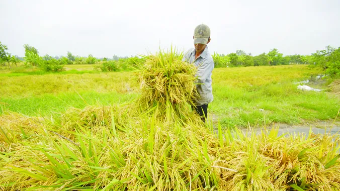 Nhiều giống lúa trên thị trường do doanh nghiệp chọn tạo. Ảnh: Phương Chăm