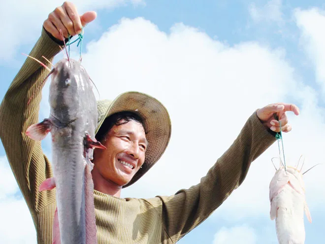 Bắt cá ngát ở bãi bồi Mũi Cà Mau