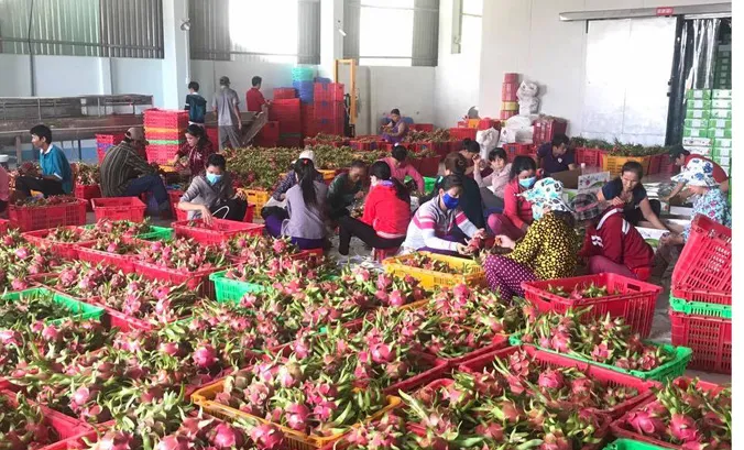 Xuất khẩu Thanh Long đạt giá trị cao. Ảnh: Hồng Vĩnh.