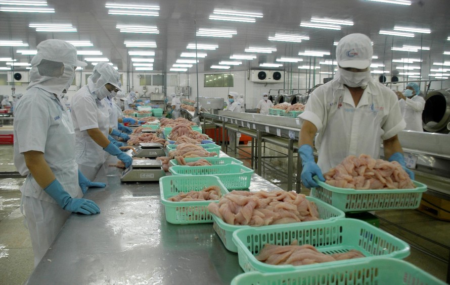 Chế biến cá tra xuất khẩu Ảnh: Cảnh Kỳ