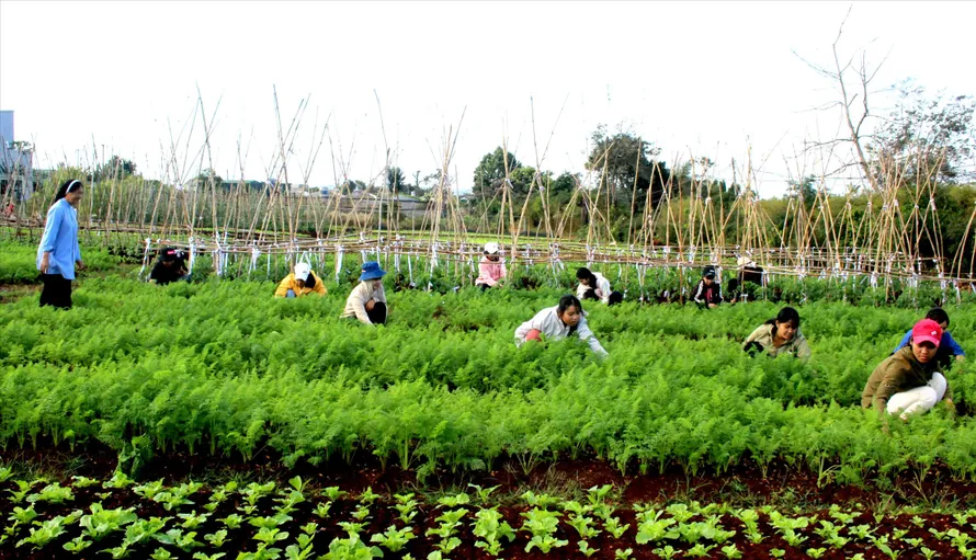 Các em ở Nhà lưu trú sắc tộc Têrêsa chăm sóc vườn rau