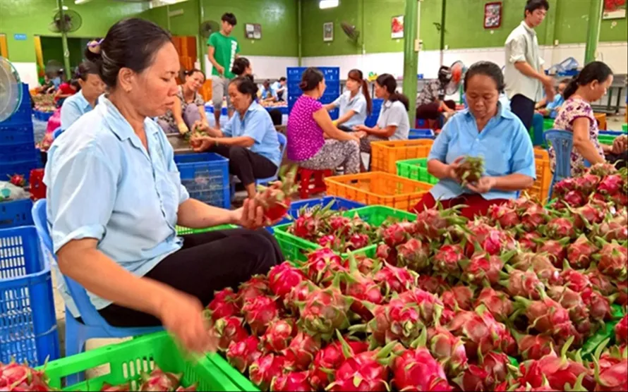 Trong bối cảnh 1,7 triệu tấn trái cây đang đến thu hoạch, các DN cần tìm kiếm các thị trường mới để tiêu thụ