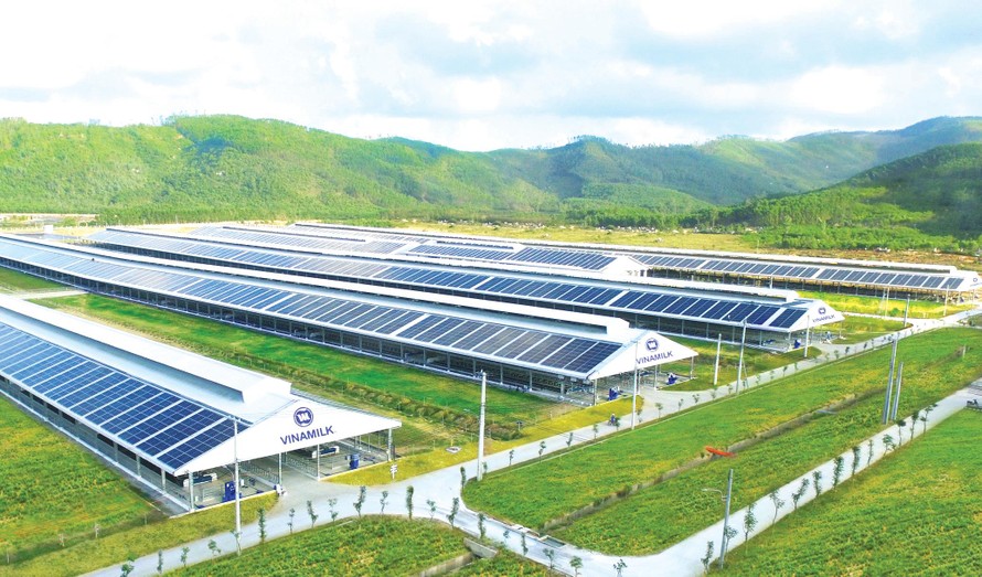 Trang trại Vinamilk Green Farm tại Quảng Ngãi có quy mô đàn bò sữa 4.000 con 