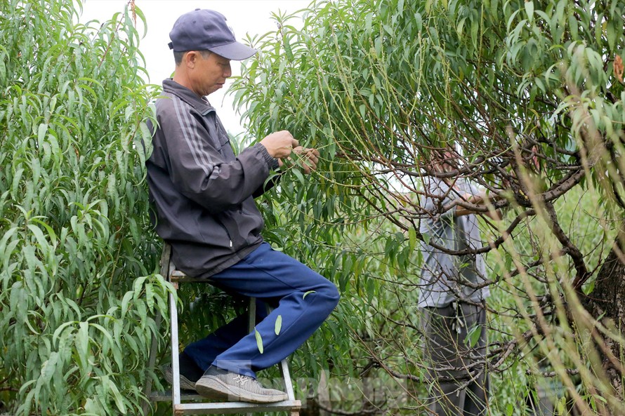 Tuốt lá chuẩn bị vụ hoa đào Tết ở Nhật Tân Ảnh: Nguyễn Trọng Tài 