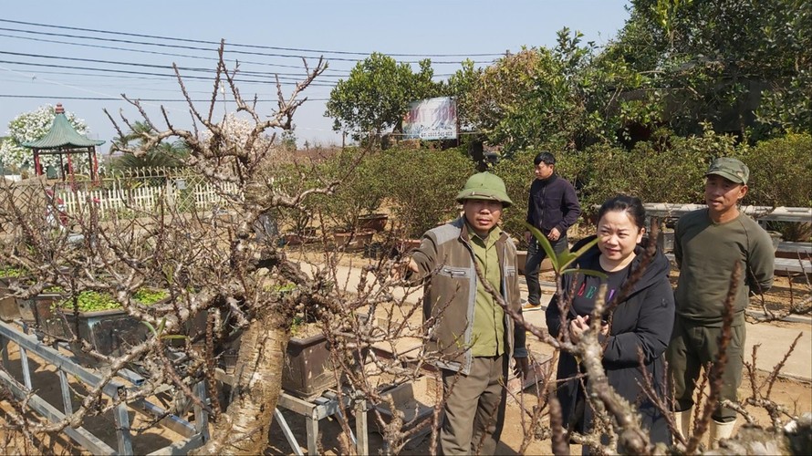 Một số khách hàng đến đặt thuê đào Thất Thốn của nghệ nhân Lê Hàm. Ảnh: Võ Hóa 