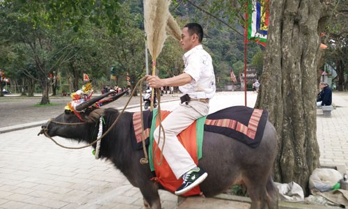 Nhiều du khách thích thú cưỡi trâu phất cờ lau như hình ảnh anh hùng Đinh Bộ Lĩnh chơi trận giả thuở xưa. Ảnh: Phương Vy.