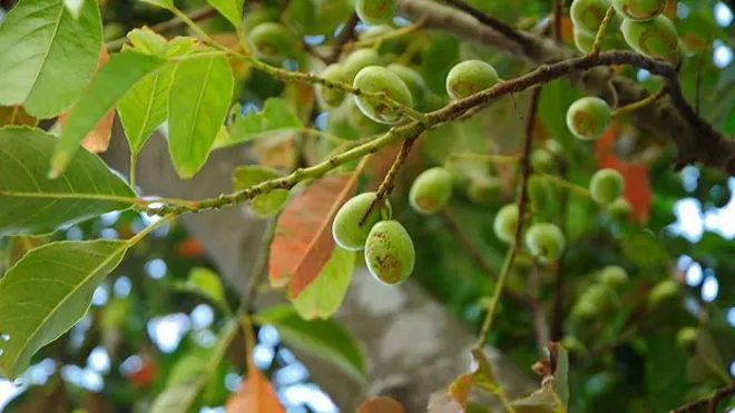 Cách dùng quả trám vùng cao chữa bệnh cực hiệu quả
