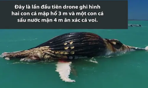 Cá mập và cá sấu ăn ngấu nghiến xác cá voi 20 tấn