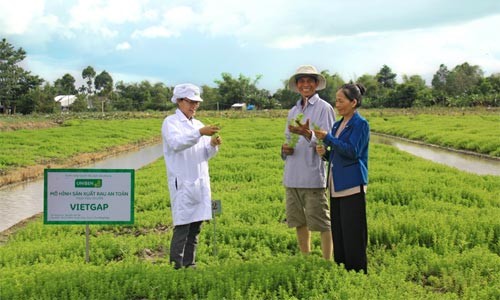 Kỹ sư nông nghiệp Lê Thanh Mai (áo trắng) đang hướng dẫn hộ nông dân Nguyễn Văn Bé , xã Tân Bình, huyện Châu Thành, tỉnh Đồng Tháp, thực hiện trồng rau ngò ôm theo mô hình VietGAP để cung cấp cho UNIBEN sản xuất gói gia vị cho mì “3 Miền”