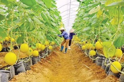 Agribank ưu tiên phát triển tín dụng xanh, đồng hành cùng các chuỗi sản xuất nông nghiệp sạch 