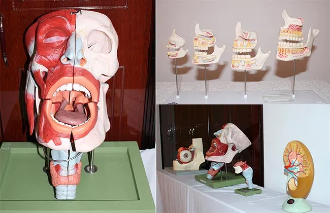 Sinh viên theo học Bác sĩ Răng-Hàm-Mặt được học với các mô hình giải phẫu thực tế…