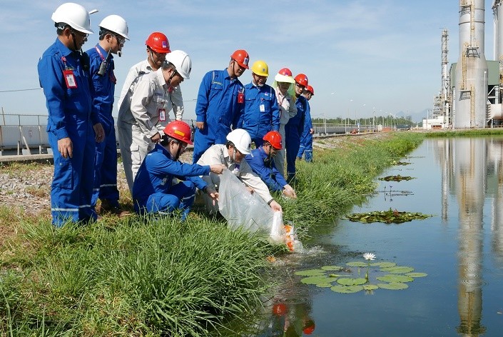 Nuôi cá chép vàng để đo ô nhiễm môi trường
