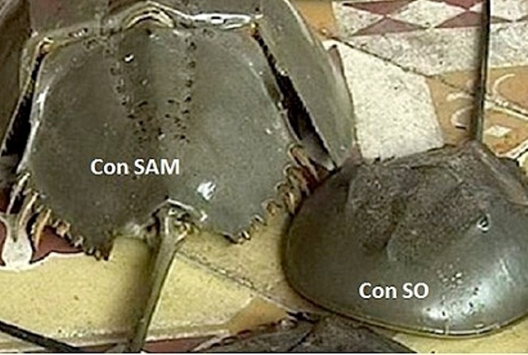 7 người ngộ độc, cháu bé tử vong nghi do ăn sam biển Vũng Tàu