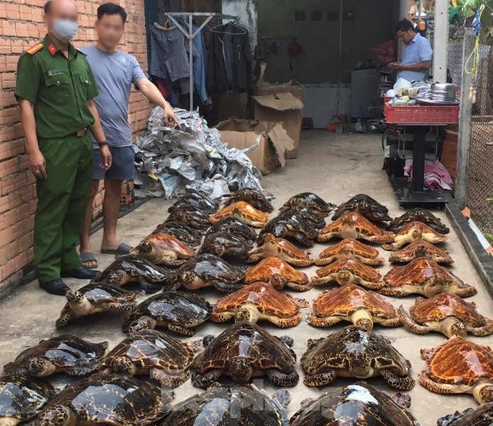 Bắt quả tang vụ buôn bán rùa biển quy mô lớn