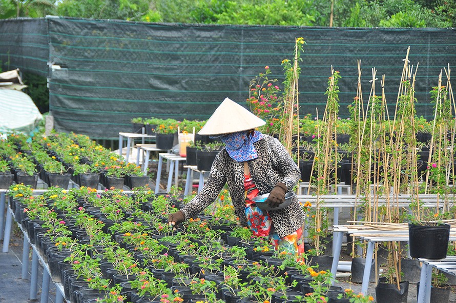 Thủ phủ hoa lớn nhất miền Tây chuẩn bị gần 3 triệu giỏ hoa phục vụ Tết 