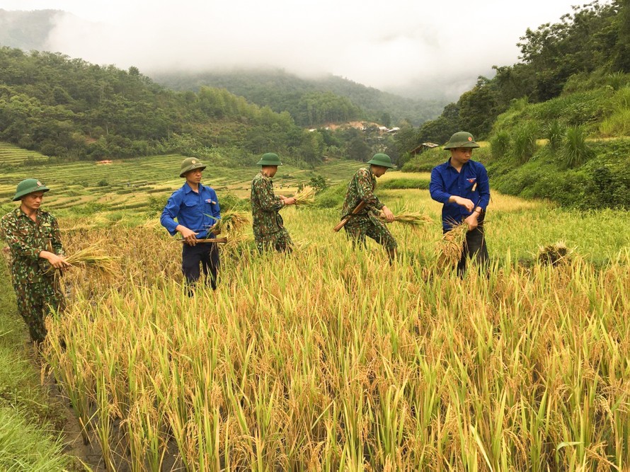Thanh niên đội nắng giúp đồng bào vùng cao gặt lúa