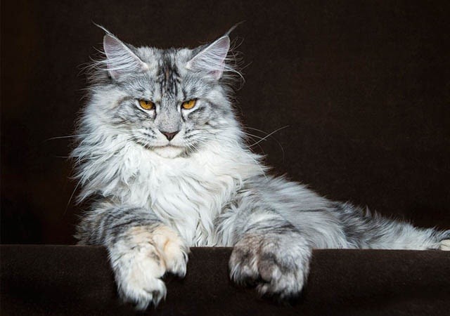 Mèo Maine Coon
